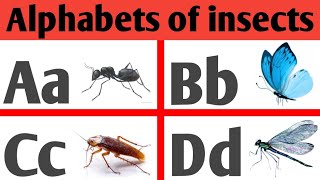 Alphabets of insects | a-z insects name