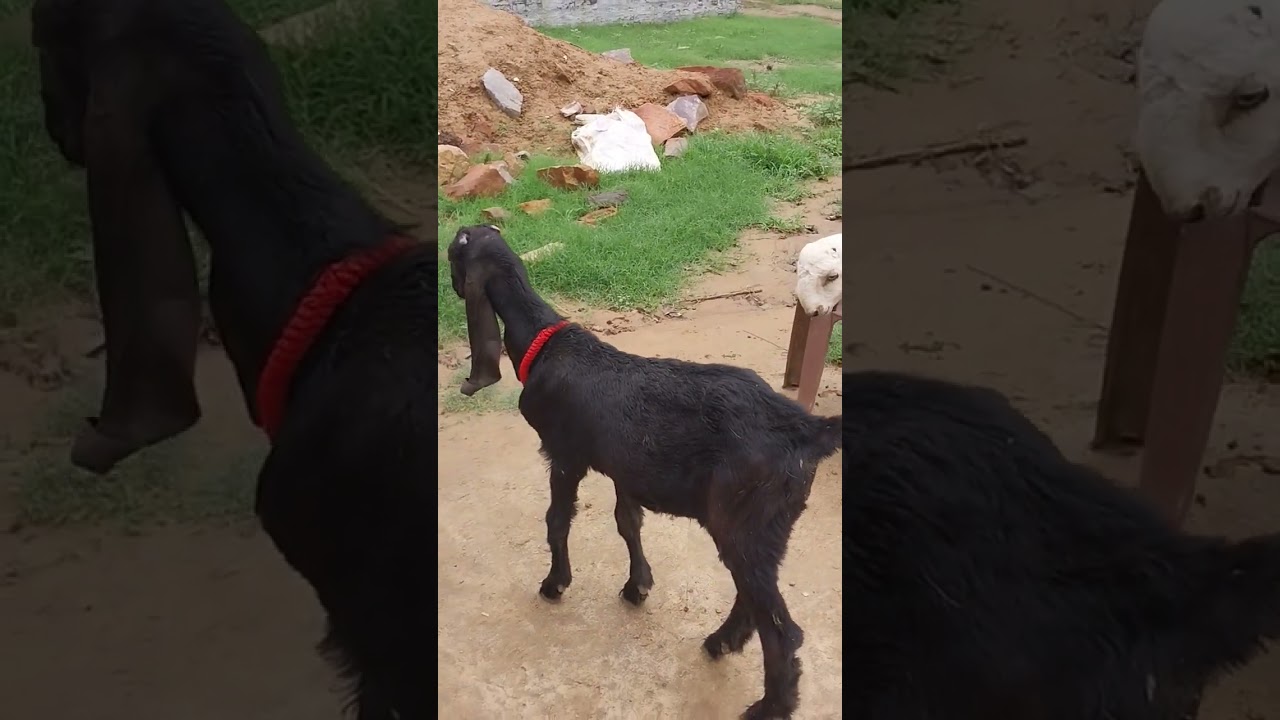 Black nd white ka exercise time 