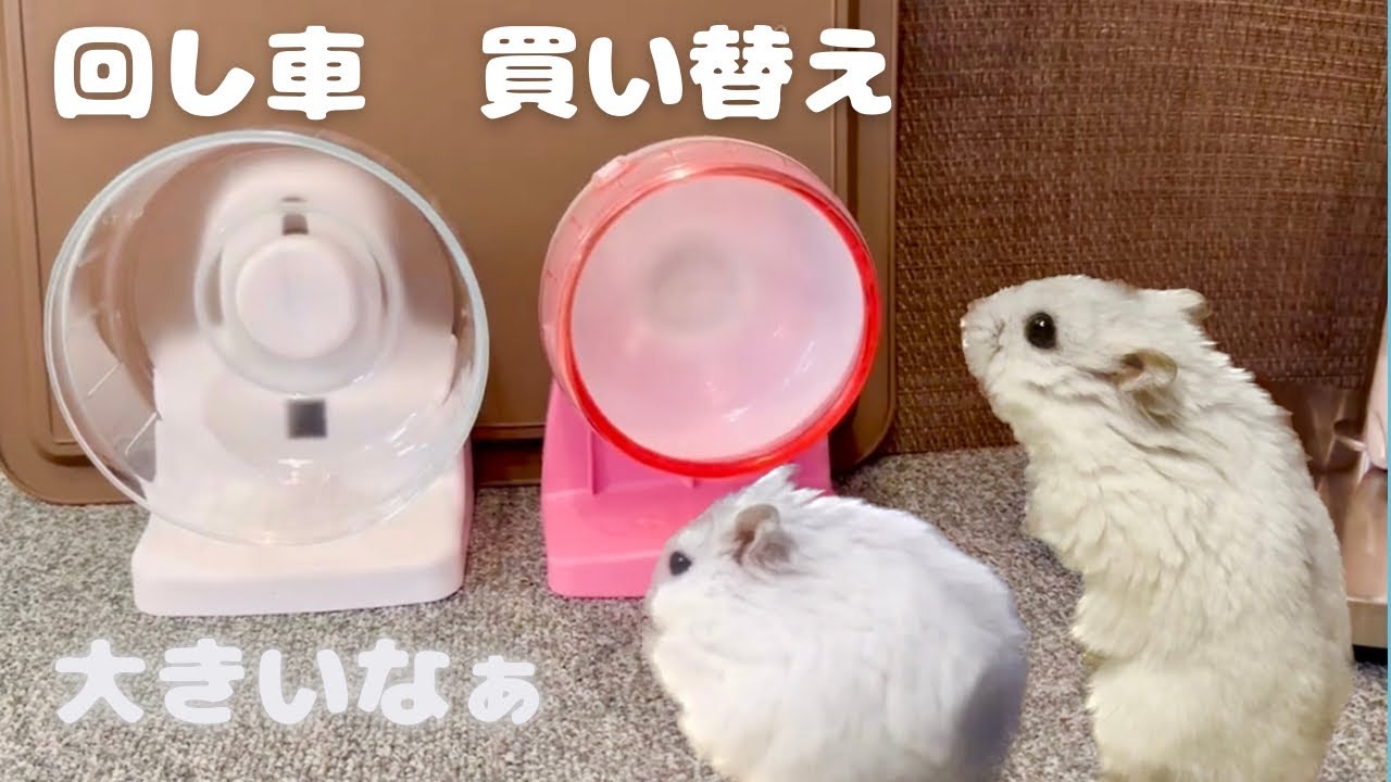 Chilla land 回し車 YouTube