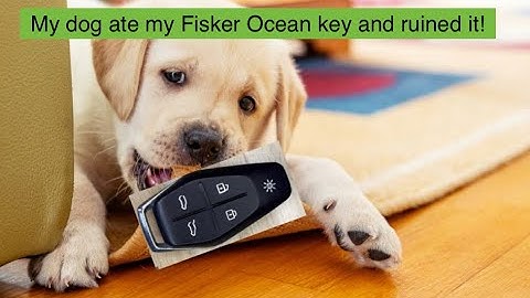 My puppy chewed up my Fisker Ocean