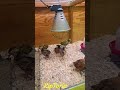 Cute chicks // Niedliche Küken