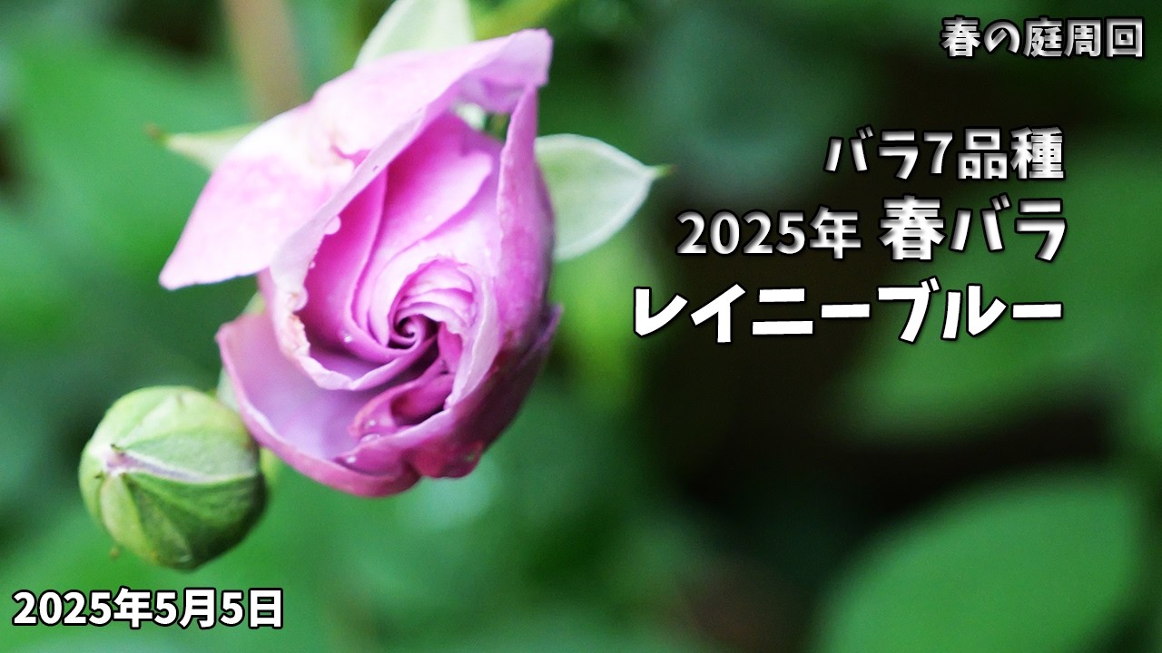 幻想に誘われる「レイニーブルー」—藤色ロゼット咲きローズで演出する