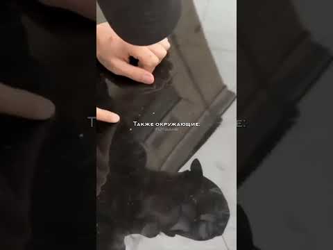 Птички накакали | #венгалби #литвин #тамаев #кино #блогер #хасбик #блогер #гонка #хайп