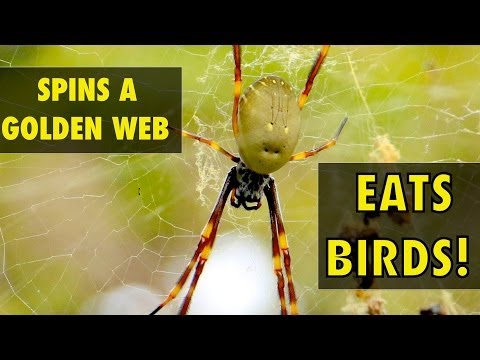 Video: How The Cross Spider Gets Food