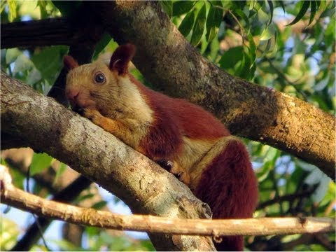 Bhimashankar Wildlife Sanctuary video