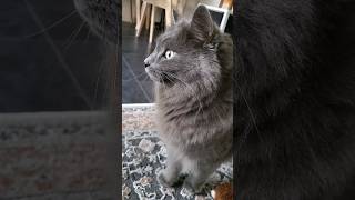 Nebelung Cat With Super Soft Trilling