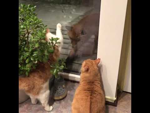Video: Dehidratācija Suņiem Un Kaķiem: Kā Jūs Varat Pateikt, Vai Jūsu Mājdzīvniekam Pietiek ūdens?