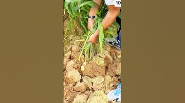 Ide Inovatif Cara Yang Cepat Untuk Memanen Jahe Dengan Mudah Dan Tanpa Bantuan Alat #Shorts