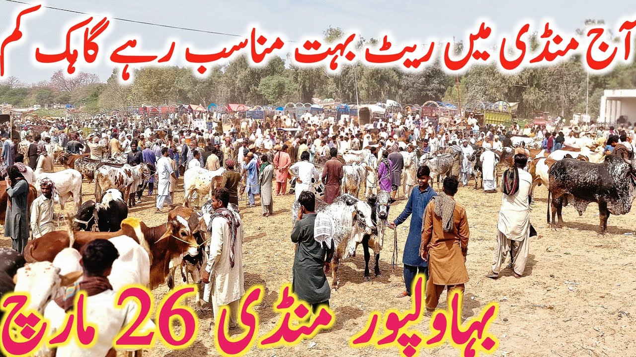 Bhalwal Pur Cow Mandi Today Fresh Update Sahiwal Cholistani Brahmn ...