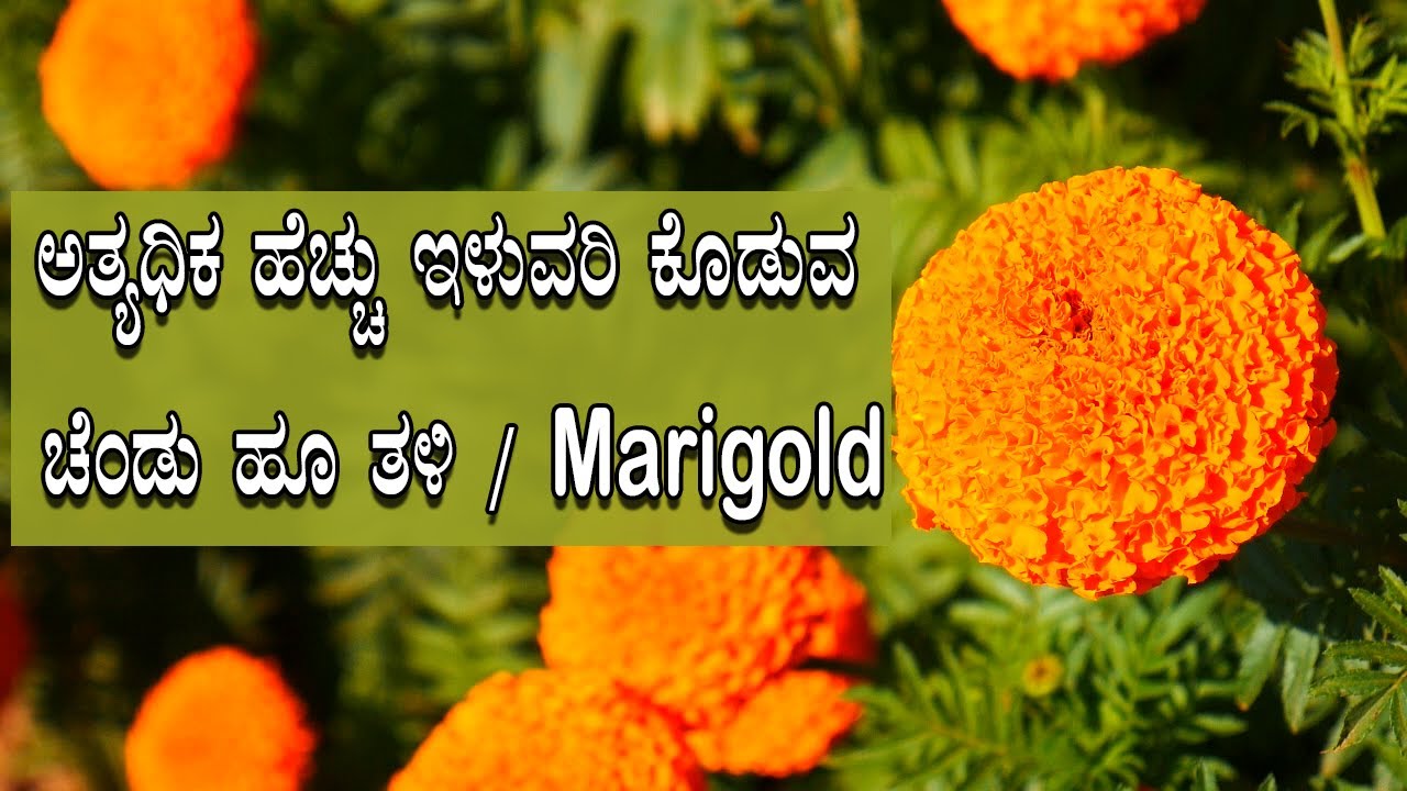Arka Agni Marigold variety | ಅಧಿಕ ಇಳುವರಿ ಕೊಡುವ ಚಂಡು ಹೂವಿನ ತಳಿ @NegilaYogi