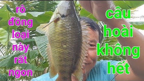 câu cá rô đồng, cá rô biển, cá rô đồng ở đây rất nhiều và đẹp @TAMCARO