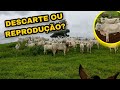 MANEJO DAS VACAS DE CRIA CABECEIRA OU DESCARTE ?