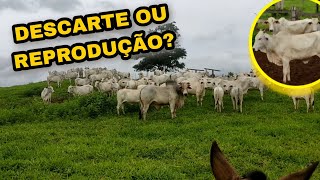 MANEJO DAS VACAS DE CRIA CABECEIRA OU DESCARTE ?