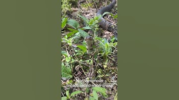 Non venomous water snake being camera shy.  #snake #lafayette #watersnake