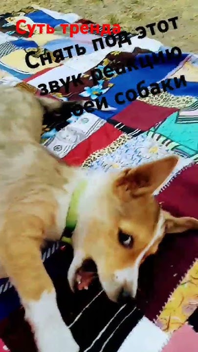 моя собака Ника - YouTube