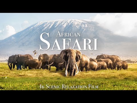 African Safari 4K - Scenic Wildlife Film With African Music