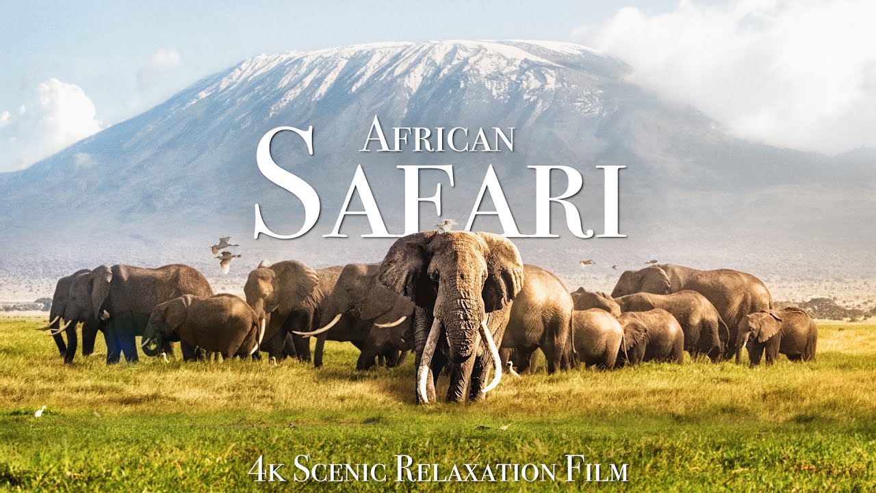 African Safari 4K   Scenic Wildlife Film With African Music