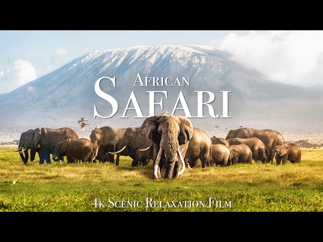 African Safari 4K - Scenic Wildlife Film With African Music class=