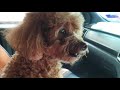 Milo | Toy Poodle | Curious about what&#39;s going on around us