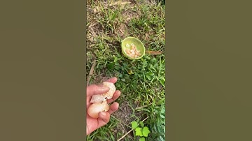 Trứng ốc thái , trứng ốc bươu đen