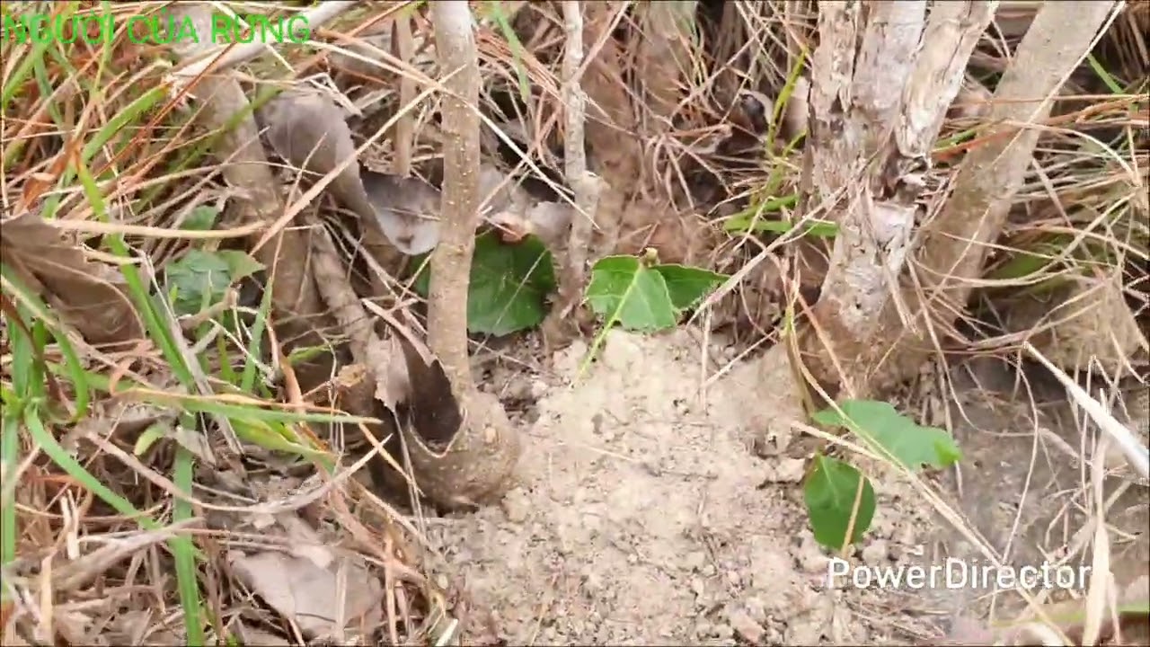 Chuyến đi rừng trướt quớt,,,S,,,988