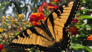 Price Attractions - Mad Pritch