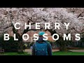 UW Cherry Blossoms | 4K Cinematic 2021