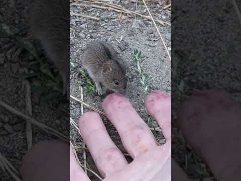 Видео: Я хоть и маленькая, но ХЫЩНАЯ