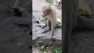 Download Lagu കുരങ്ങന്റെ പേടി. macaca. makasih. macaco. macaque. bandar. kurangan. monkey afraid. bandar ka video MP3