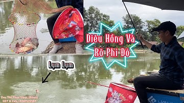 Câu Đài | Câu Cá Diêu Hồng Và Phi Đỏ, Một Ngày Mưa Gió Sóng Bão Sẽ Như Thế Nào | Duy Thế Phan Vlogs