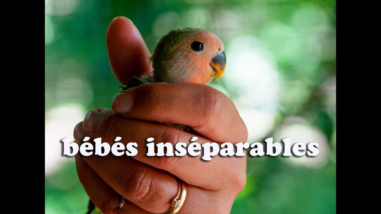 Developpement De Bebes Inseparables Youtube