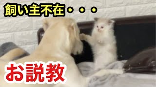 犬と子猫を隠し撮りしたら、いたずらスノーはベルに説教されてました