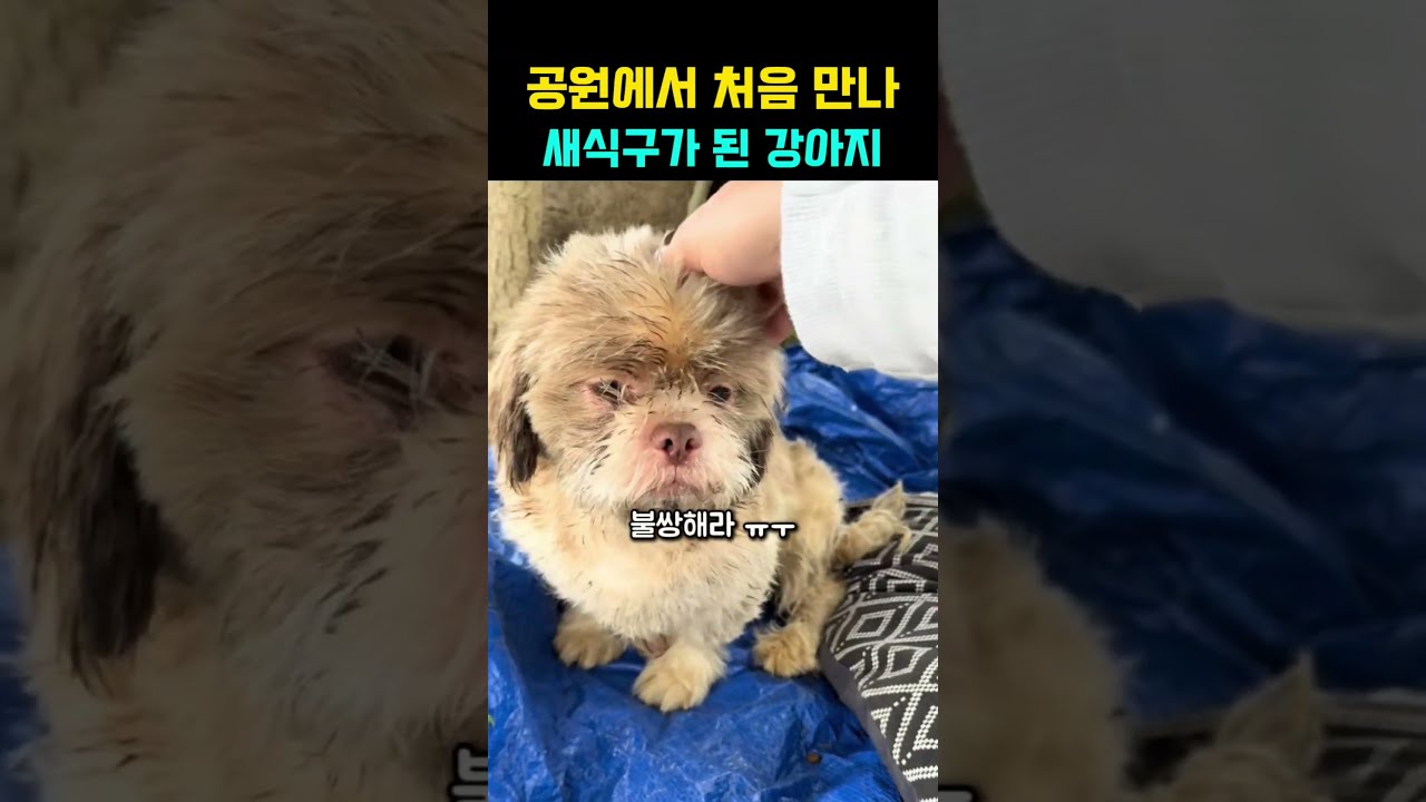 공원에서 처음 만나 새 가족이 된 강아지 #강아지 #댕댕이