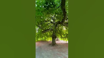 Thumbnail of Under a Weeping Willow tree