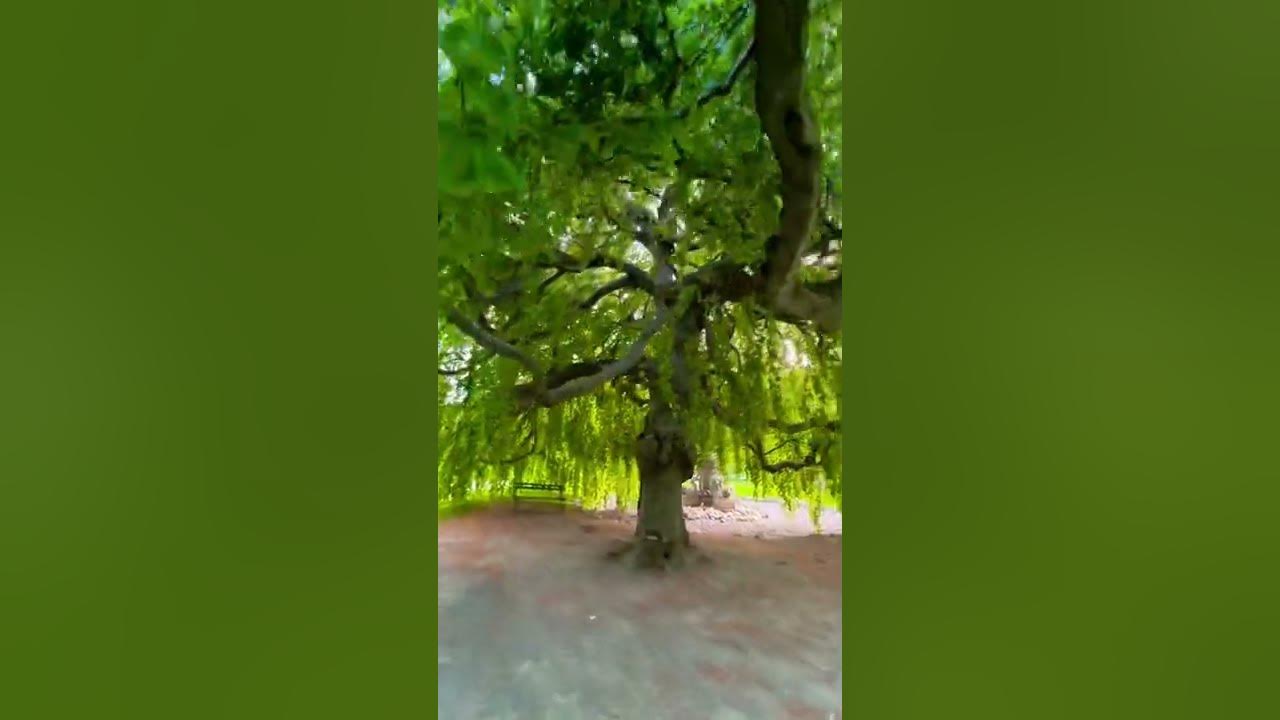 Under a Weeping Willow tree