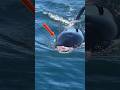 Oceanic Giants Unforgettable Whale Sightings Ever #shorts