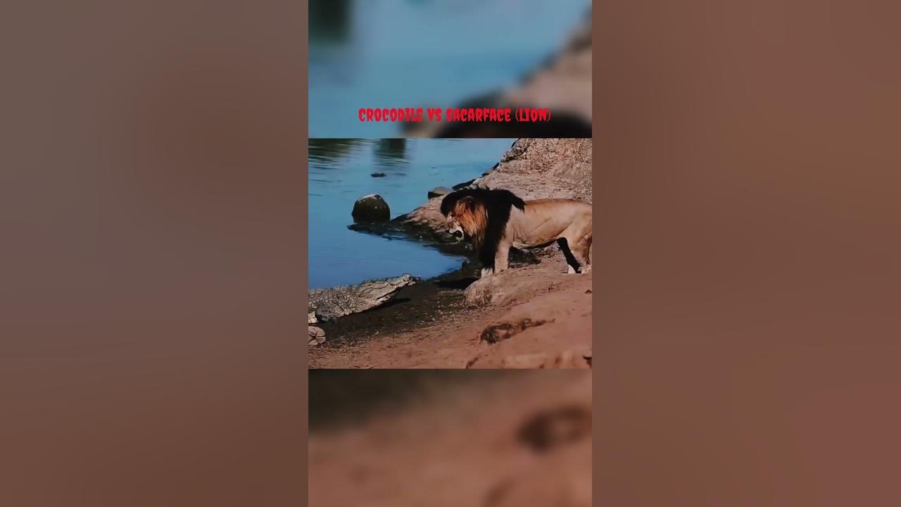 Crocodile vs scarface (lion) ππ¦
#scarface #lion #goat #trending Crocodile vs scarface (lion) ππ¦
#scarface #lion #goat #trending