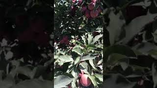 Yahyalı elması 2020 ürün scarletspur M111
