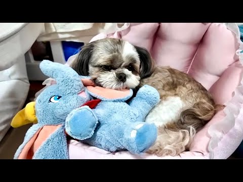 Actually, there's a human in a dog suit living in my house
