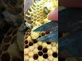 Queen Bee Control 🐝 | Managing Hive Behavior &amp; Colony Strength #Shorts