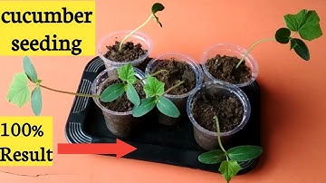 How to start Cucumber seeding ./grow Cucumber from seeds/PART=1