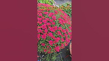 Mâm xôi hàn cấy mô #mamxoihan #mamxoihanquoc #caygiongmamxoihan #mãmoihancaymo #chrysanthemum