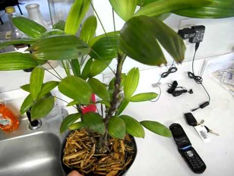 How to water  small  indoor  or interior palms plants  YouTube