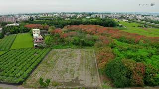 彰化溪州公園無患子花海空拍紀錄音樂 4K60P 1