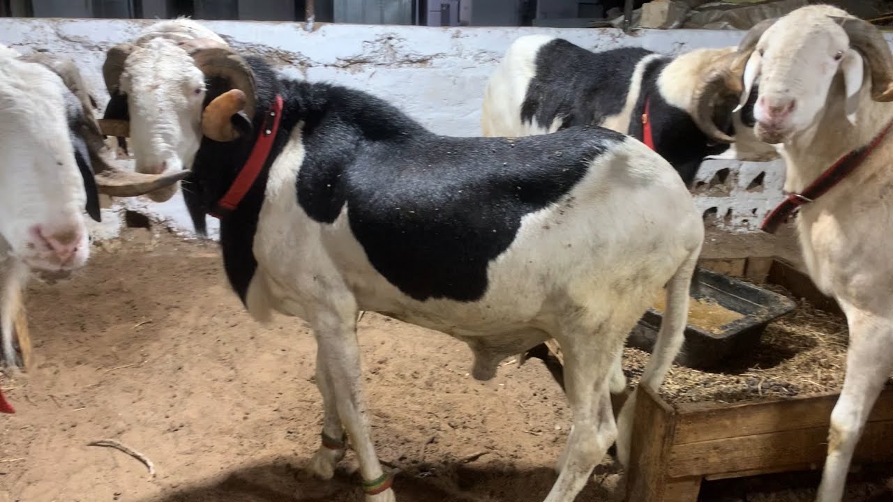 CAP SUR TABASKI CHEZ VIEUX SEYE