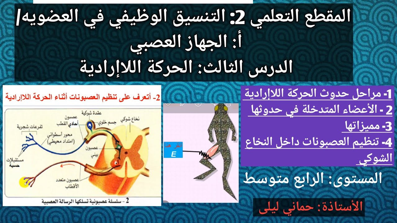 الدرس الرابع من الجهاز العصبي: الحركة اللاإرادية