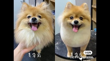 Cắt Tỉa lông chó phốc sóc - Hướng dẫn cắt tỉa lông chó - dạy nghề cắt tỉa lông chó