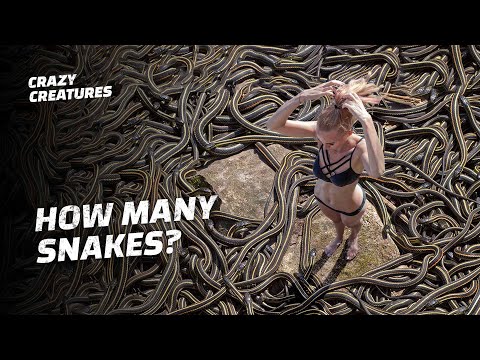 Video: Beschreibung und Fotos von Snake Island - Bulgarien: Duni