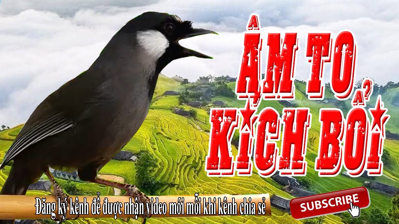 Khướu hót - Luyện giọng khướu mộc hót hay mỗi ngày - Chim khướu hót nhiều giọng hay