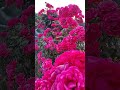 The Most Vibrant Roses You’ll See Today! 🌹🥀#climbingroses #gardening #flowerphotography #rosebush